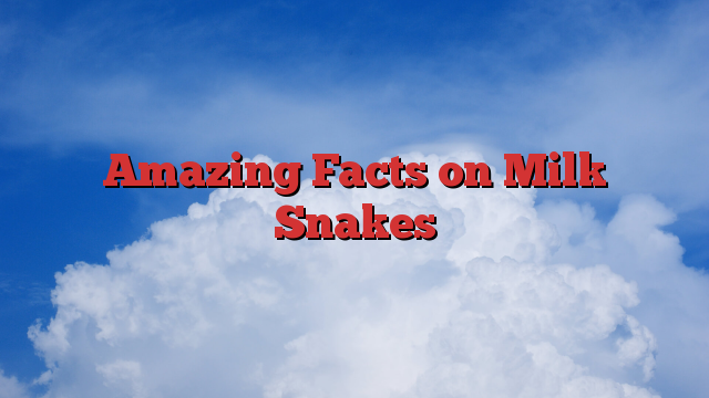 Amazing Facts on Milk Snakes