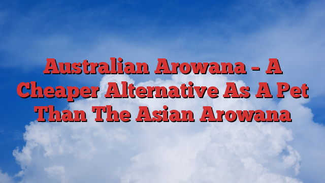 Australian Arowana – A Cheaper Alternative As A Pet Than The Asian Arowana