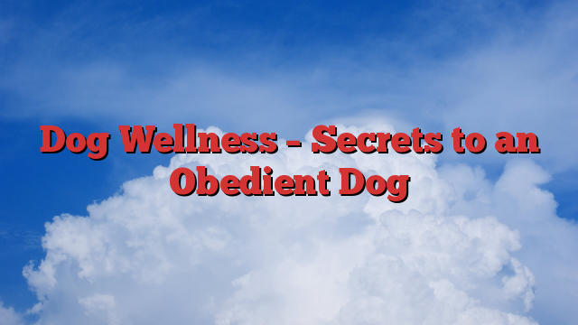Dog Wellness – Secrets to an Obedient Dog
