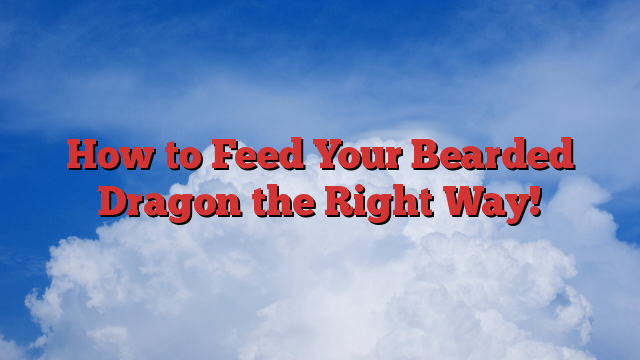 How to Feed Your Bearded Dragon the Right Way!