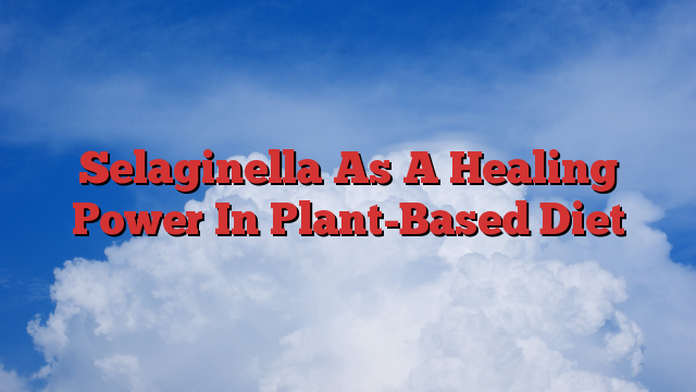 Selaginella As A Healing Power In Plant-Based Diet