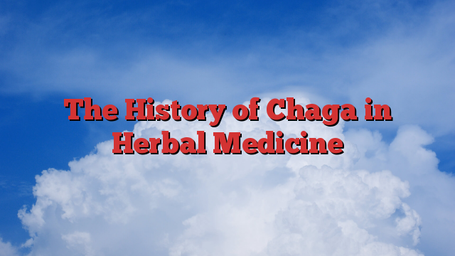 The History of Chaga in Herbal Medicine