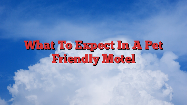 What To Expect In A Pet Friendly Motel